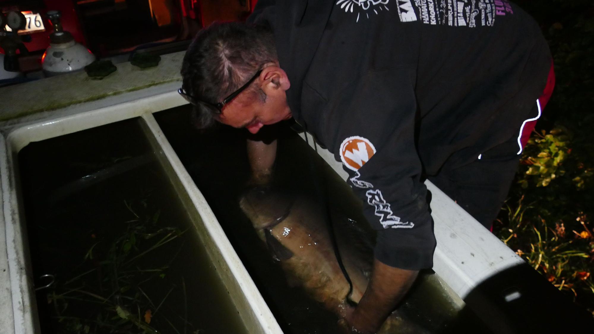 Ein Fischzüchter hält einen Karpfen in der Hand.