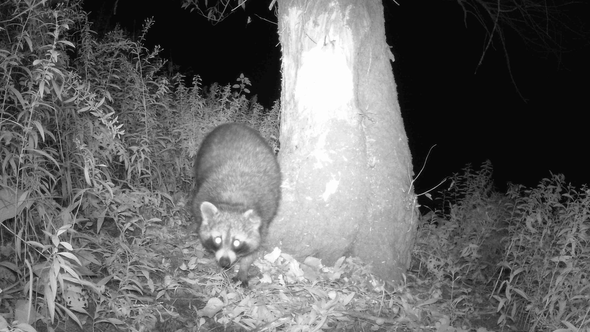Ein Waschbär ist abends an der Sieg unterwegs.