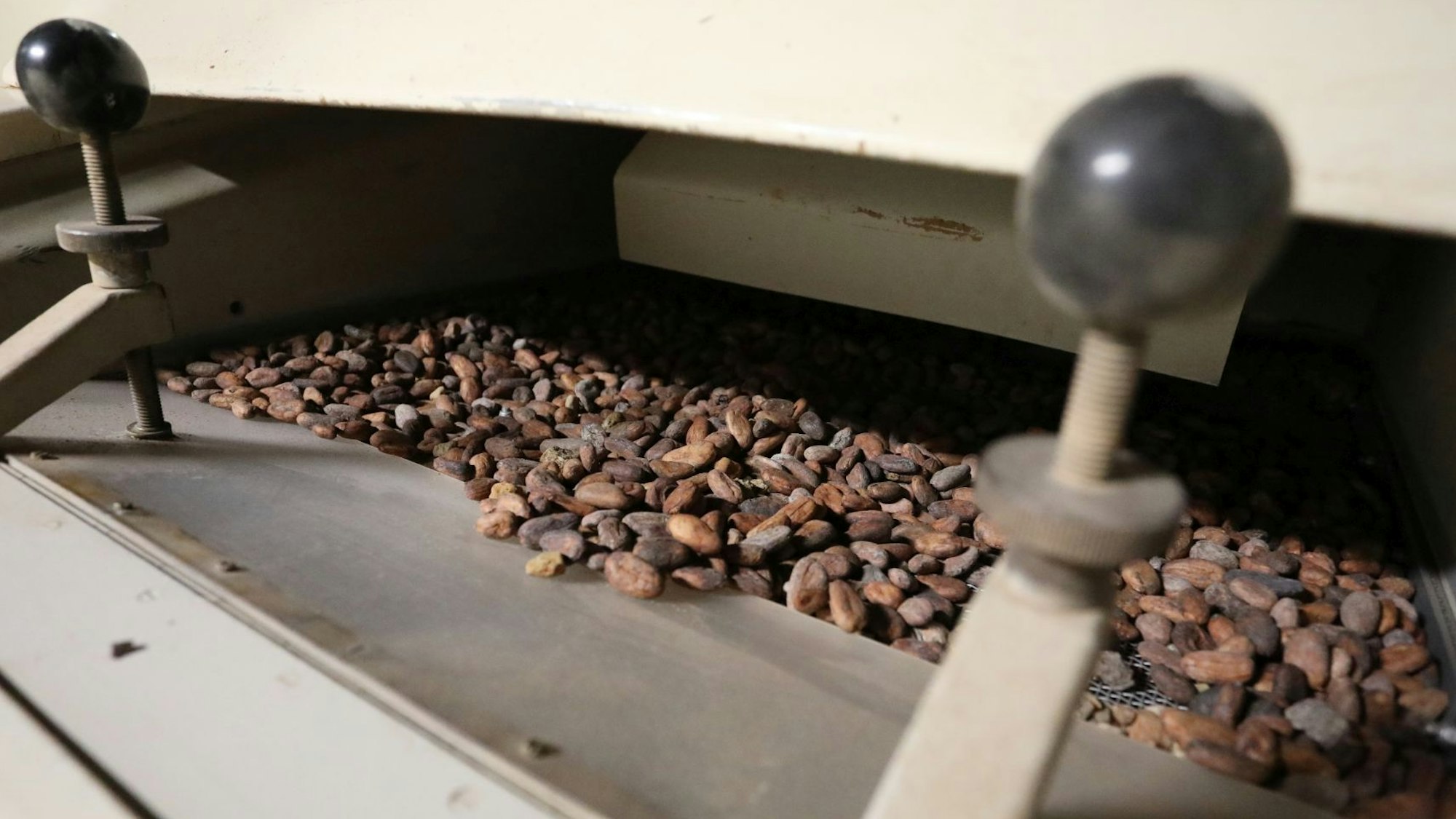 Die Kakaobohnen in unterschiedlichen Brauntönen liegen in einer Sortiermaschine.