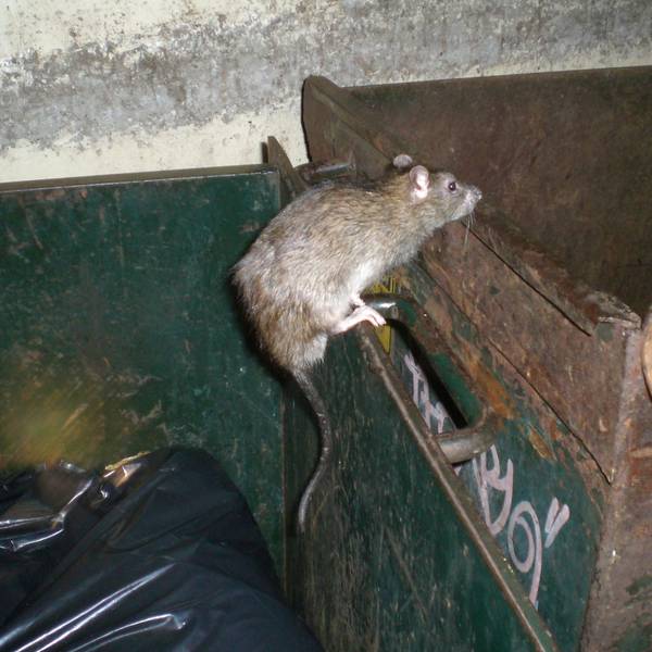 Das Symbolbild zeigt eine Ratte im Sprung.