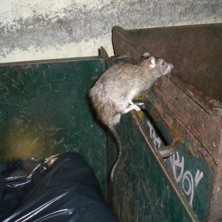 Das Symbolbild zeigt eine Ratte im Sprung.