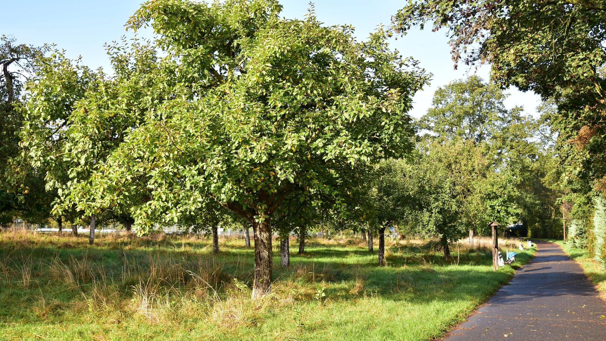 Streuobstwiese in Sankt Augustin-Hangelar wurde von Dieben geplündert.