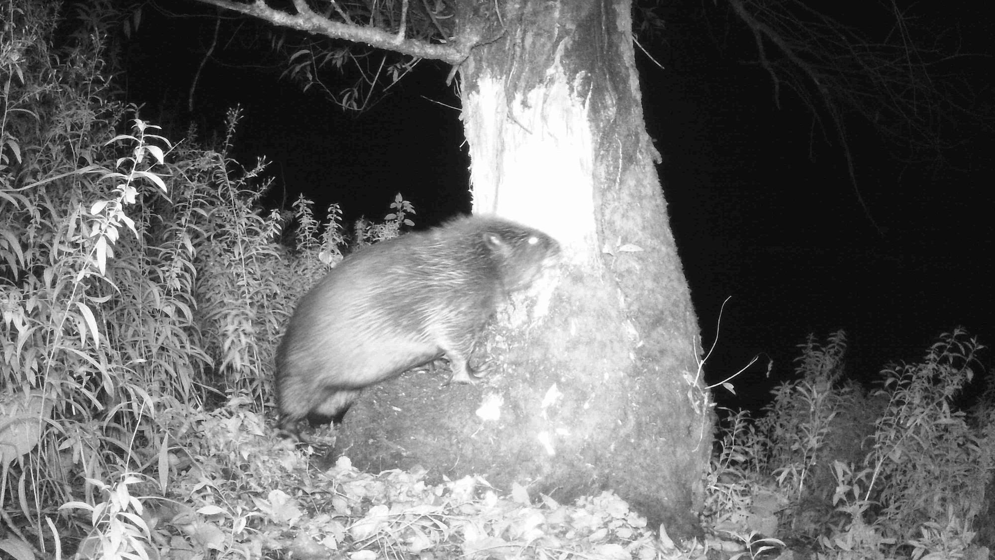 Ein Biber nagt nachts an einem Baum an der Siegmündung.