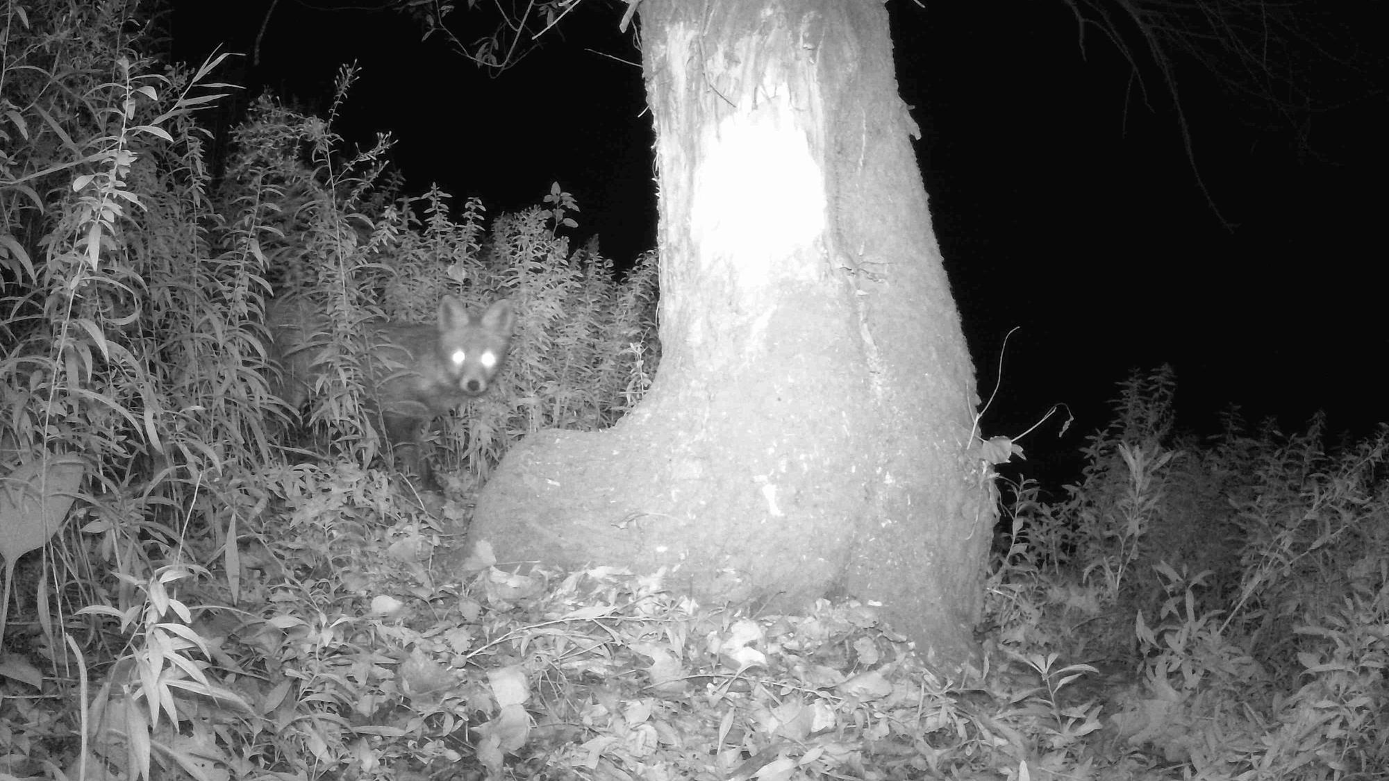 Ein Rotfuchs wurde von der Wildkamera fotografiert.