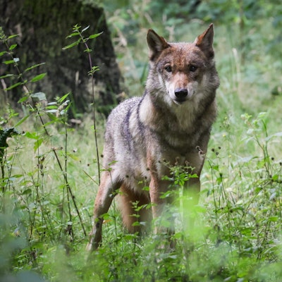 Schleswig-Holstein, Eekholt: Eine ausgewachsener weiblicher Wolf steht in seinem Gehege im Tierpark Eekholt.