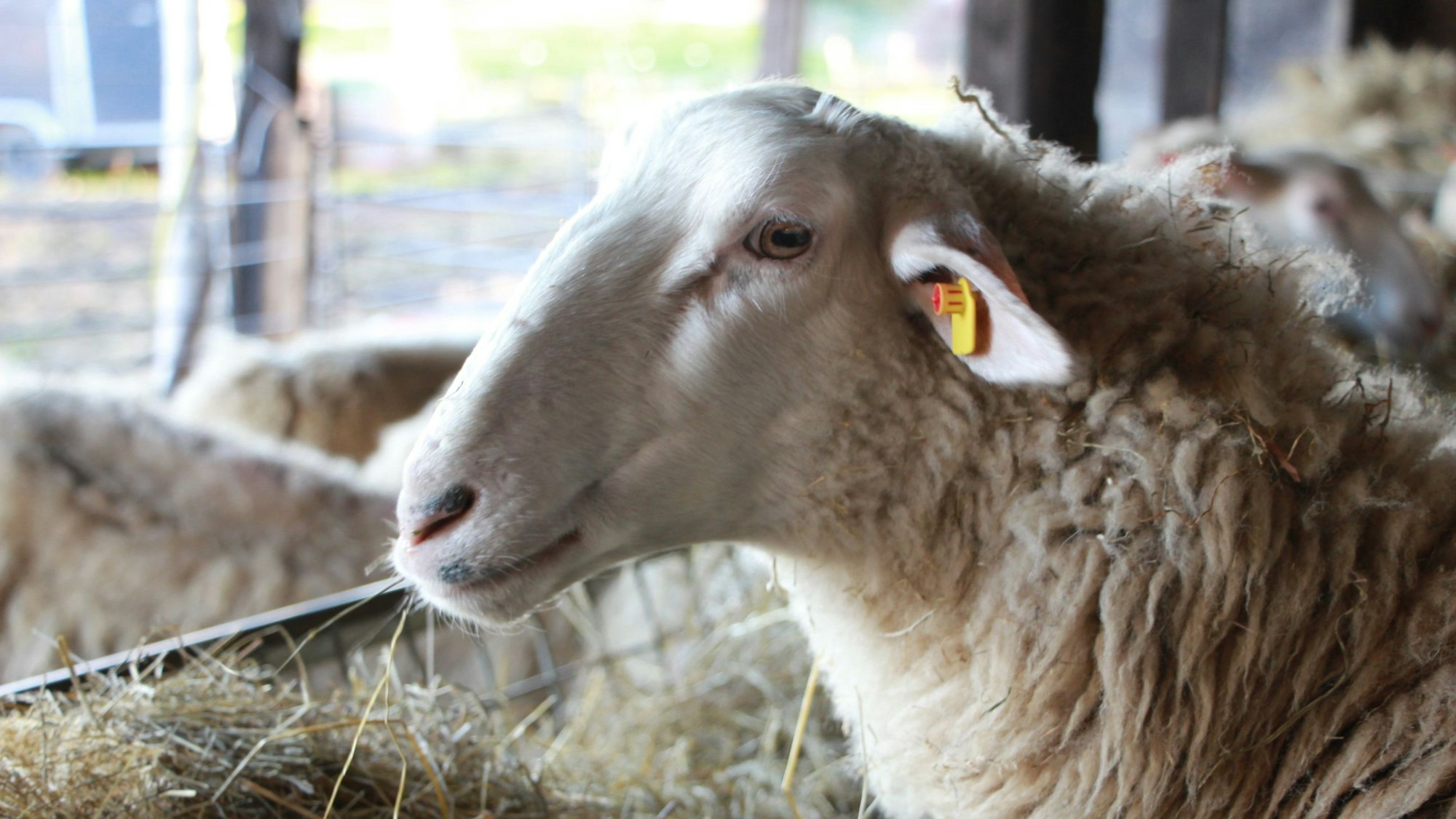 Vor allem Schafe und Ziegen, aber auch Rinder, sind vor der Blauzungenkrankheit betroffen.