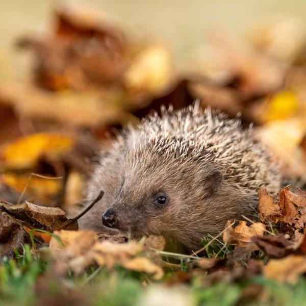 Ein Igel im Wald ist im Herbstlaub zu sehen.