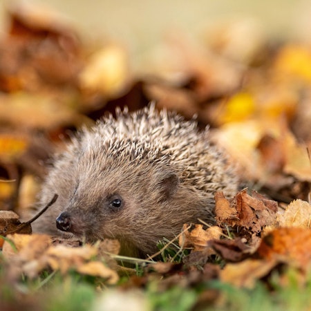 Ein Igel im Wald ist im Herbstlaub zu sehen.