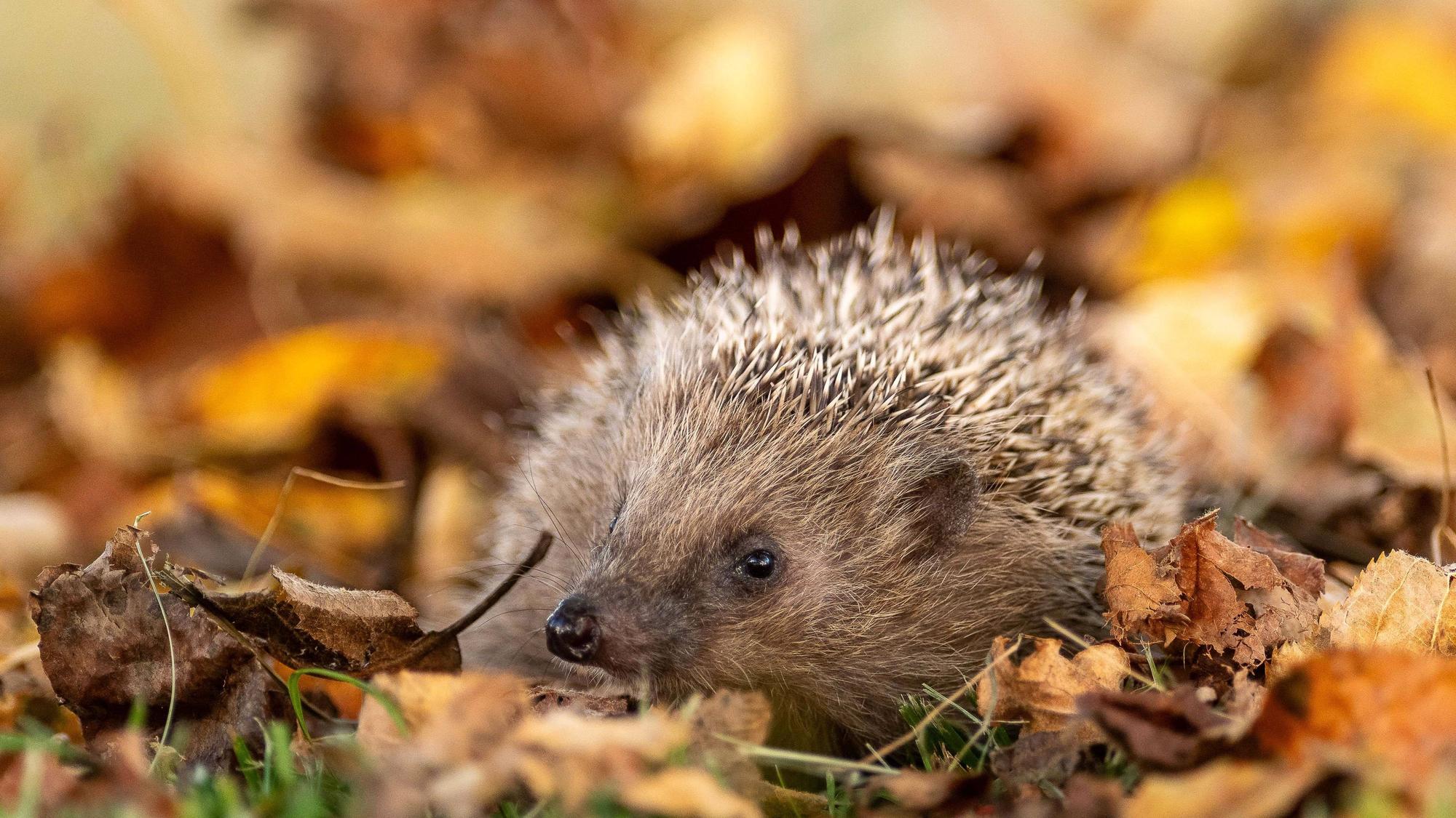 Ein Igel im Wald ist im Herbstlaub zu sehen.