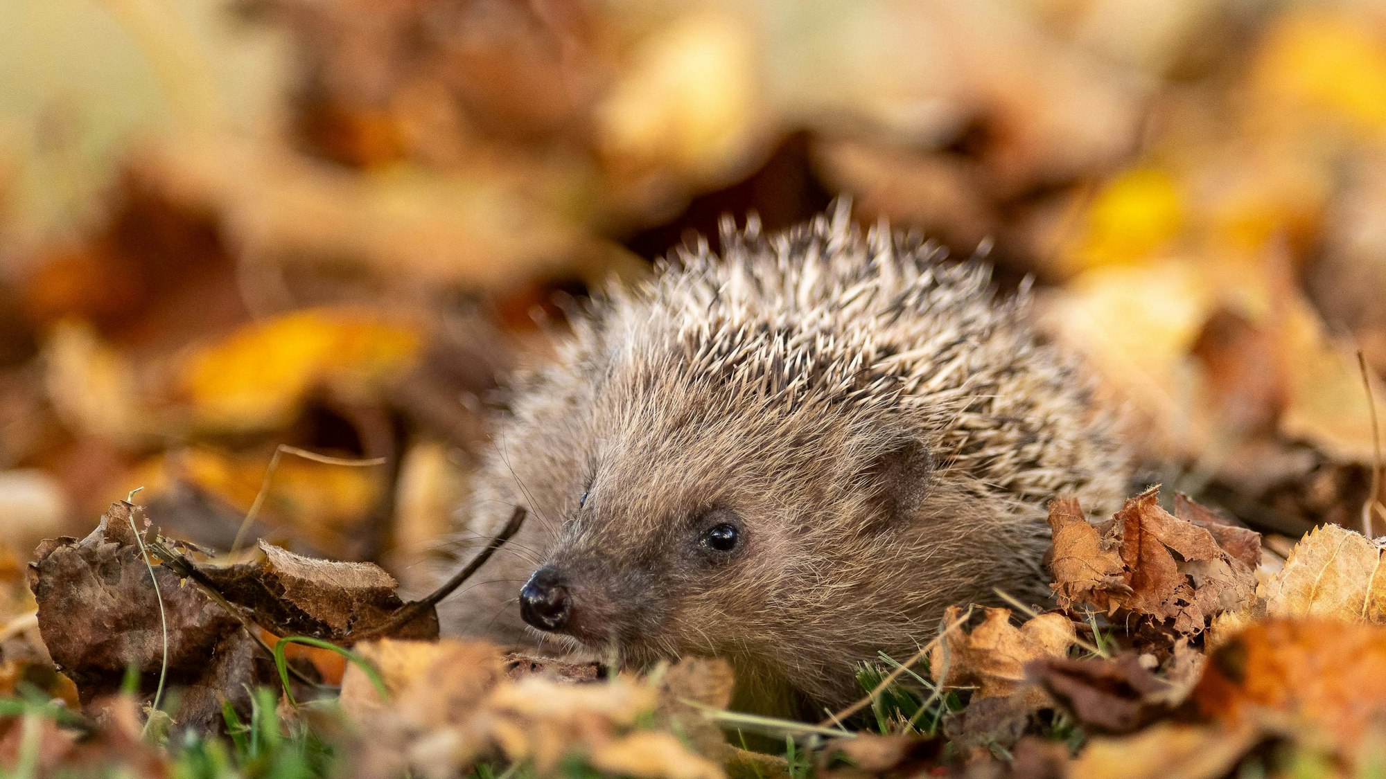 Ein Igel im Wald ist im Herbstlaub zu sehen.