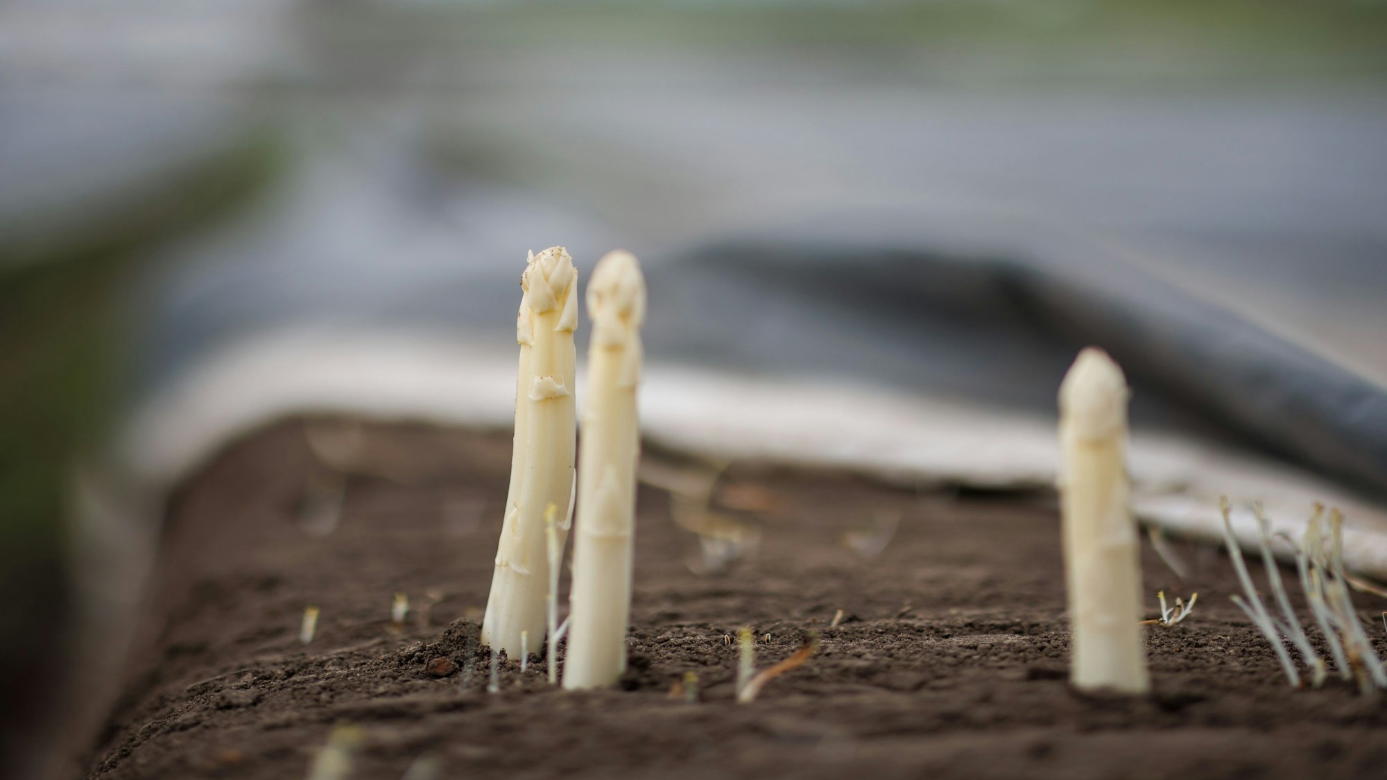 Spargel ragt aus dem Boden auf einem Spargelfeld (Symbolfoto).