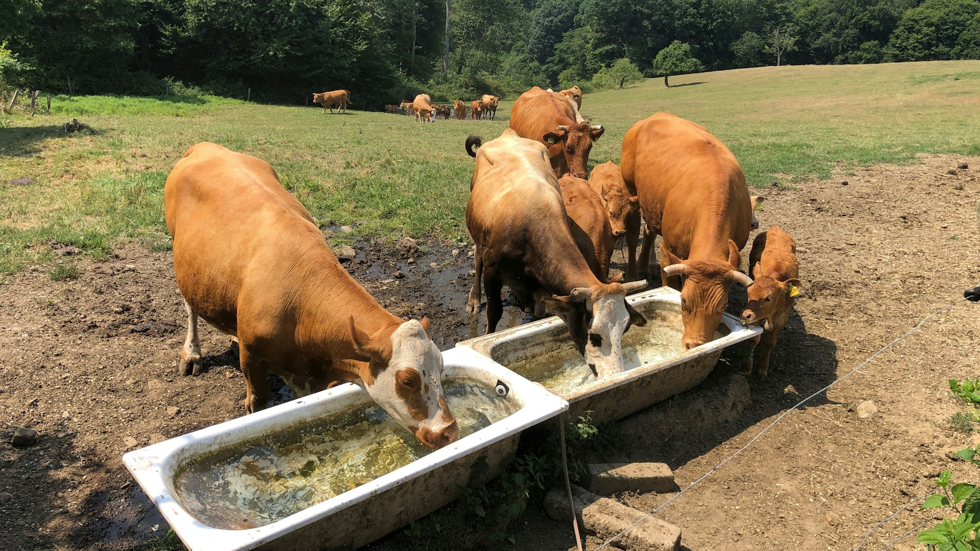 Kühe saufen Wasser aus einer Tränke.