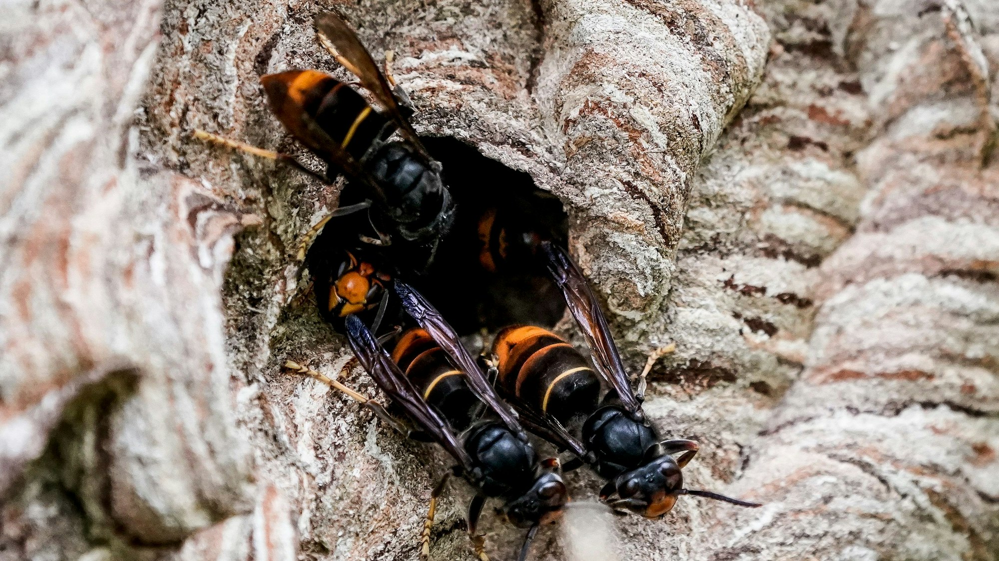 Asiatische Hornissen mit orange-schwarzen Körpern sammeln sich an einem Ausgang ihres Nestes.