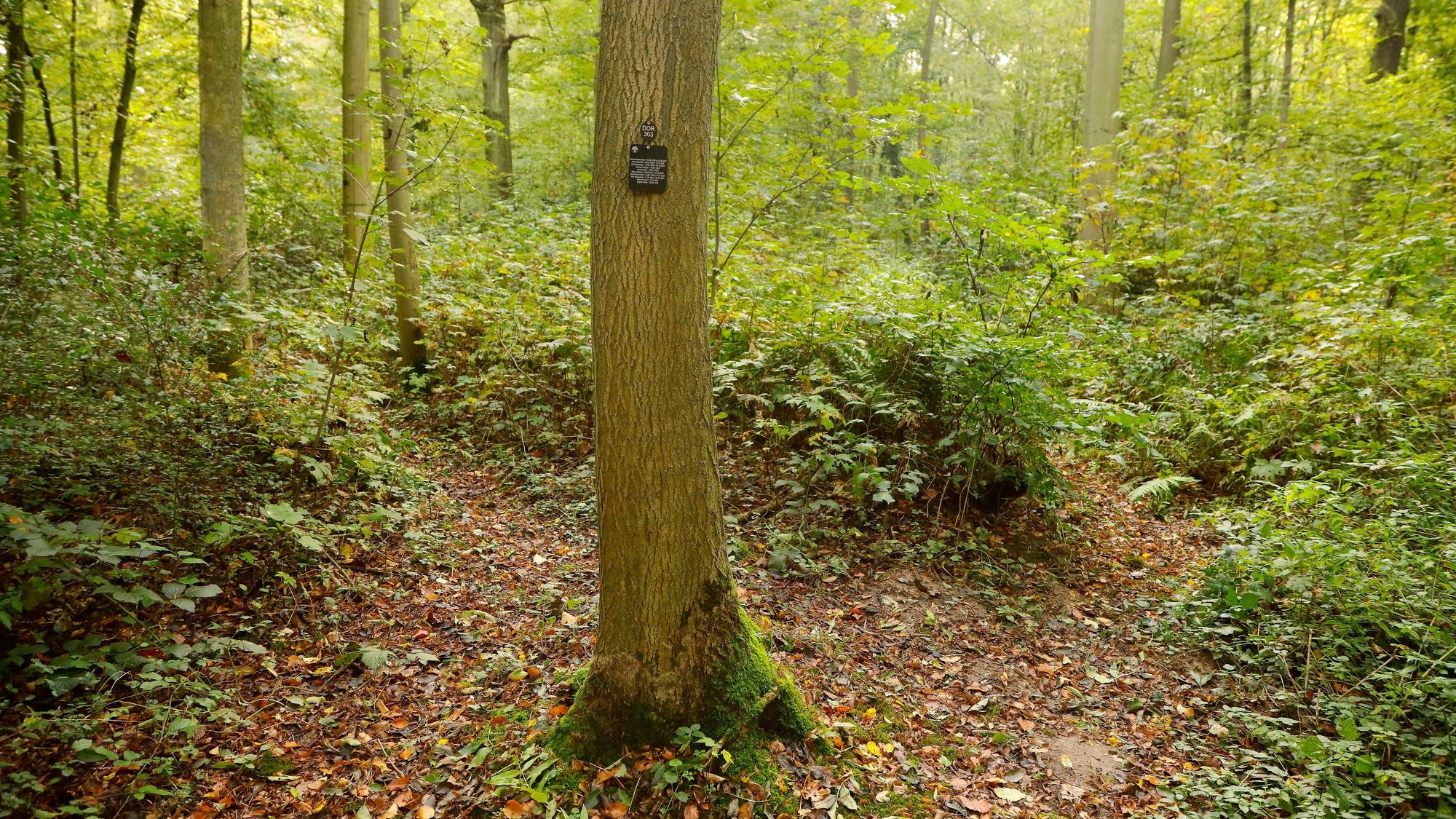 16.10,2023, Dormagen. Friedwald Dormagen.Foto:Dirk Borm