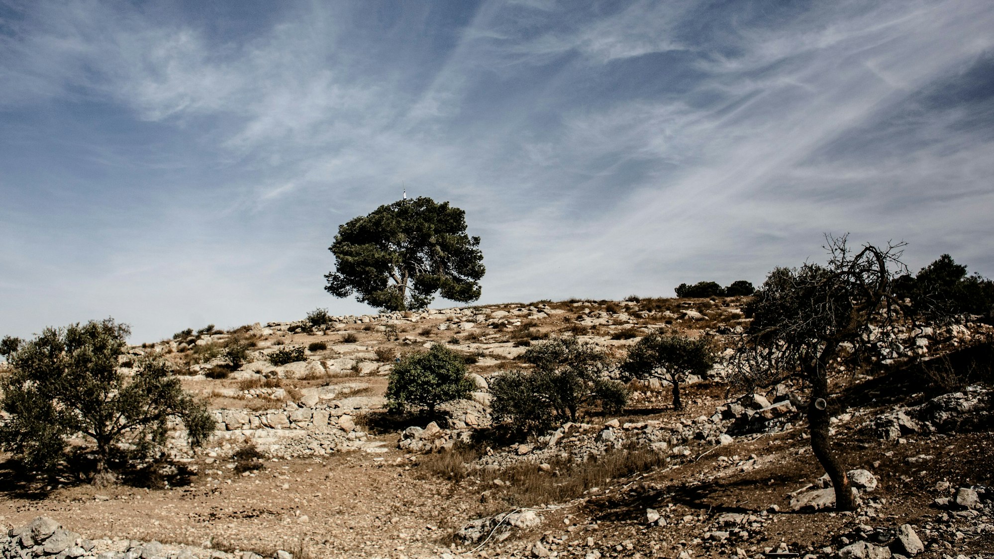 Ein Baum markiert die Grenze von Hafes Hureinis Land.