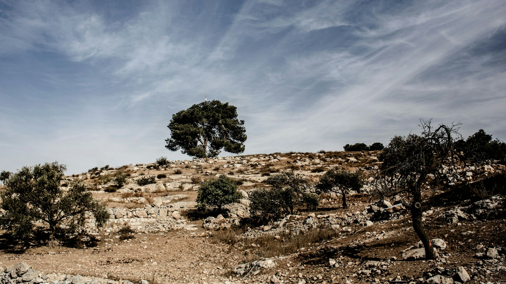 Ein Baum markiert die Grenze von Hafes Hureinis Land.