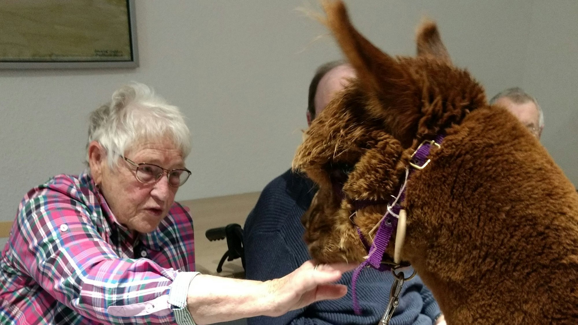 Eine Seniorin streichelt ein Alpaka in einem Raum.