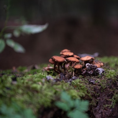 Stockschwämmchen wachsen auf einem alten, mit Moos bedecktem Baumstumpf.