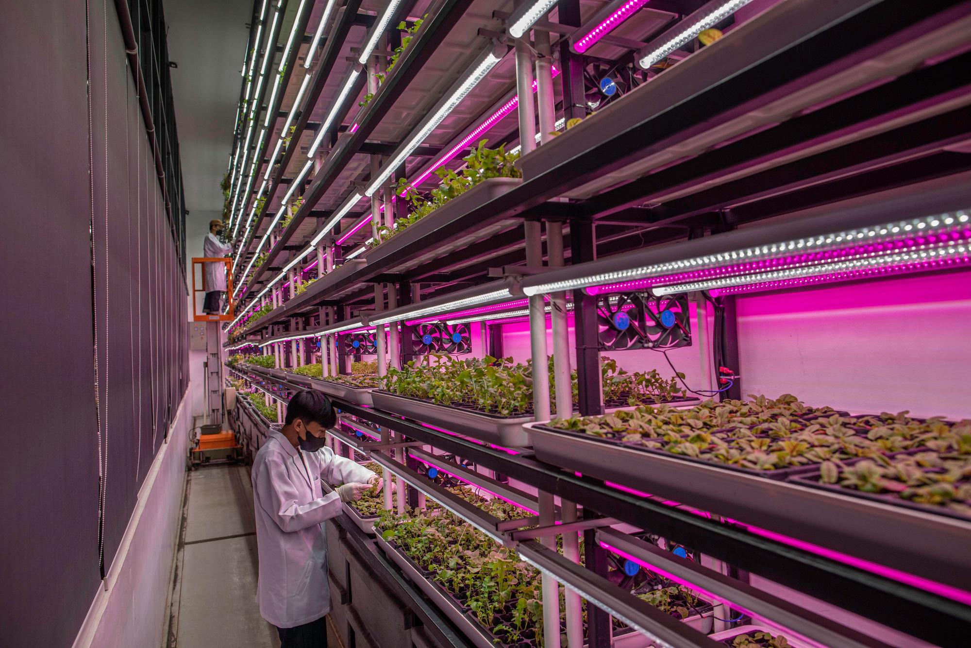 Auch in Indonesien wird „Vertical Farming“ bereits genutzt, Arbeiter stehen an Regalen mit Pflanzen.