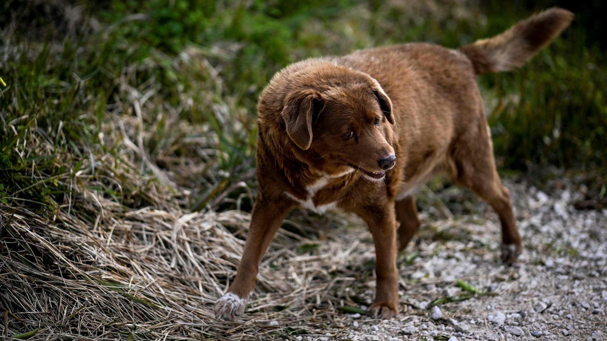 Bobi, fotografiert im Februar, als er offiziell als Rekordhalter als ältester Hund der Welt vorgestellt wurde.