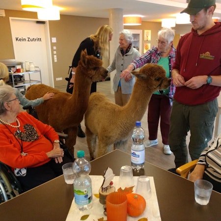 Im Hertha-von-Diergard-Haus statteten die Alpakas auch der Cafeteria einen Besuch ab.