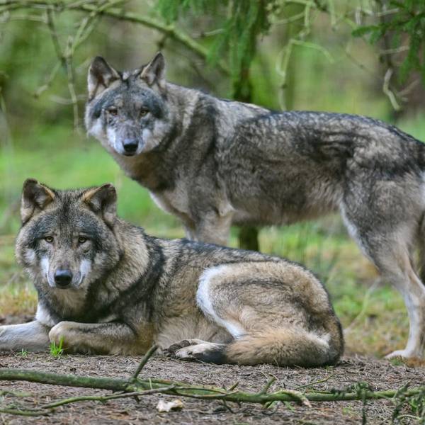 Zwei Wölfe sind zu sehen. Der vordere liegt auf dem Boden, dahinter steht ein anderer Wolf. Beide schauen in Richtung der Kamera.