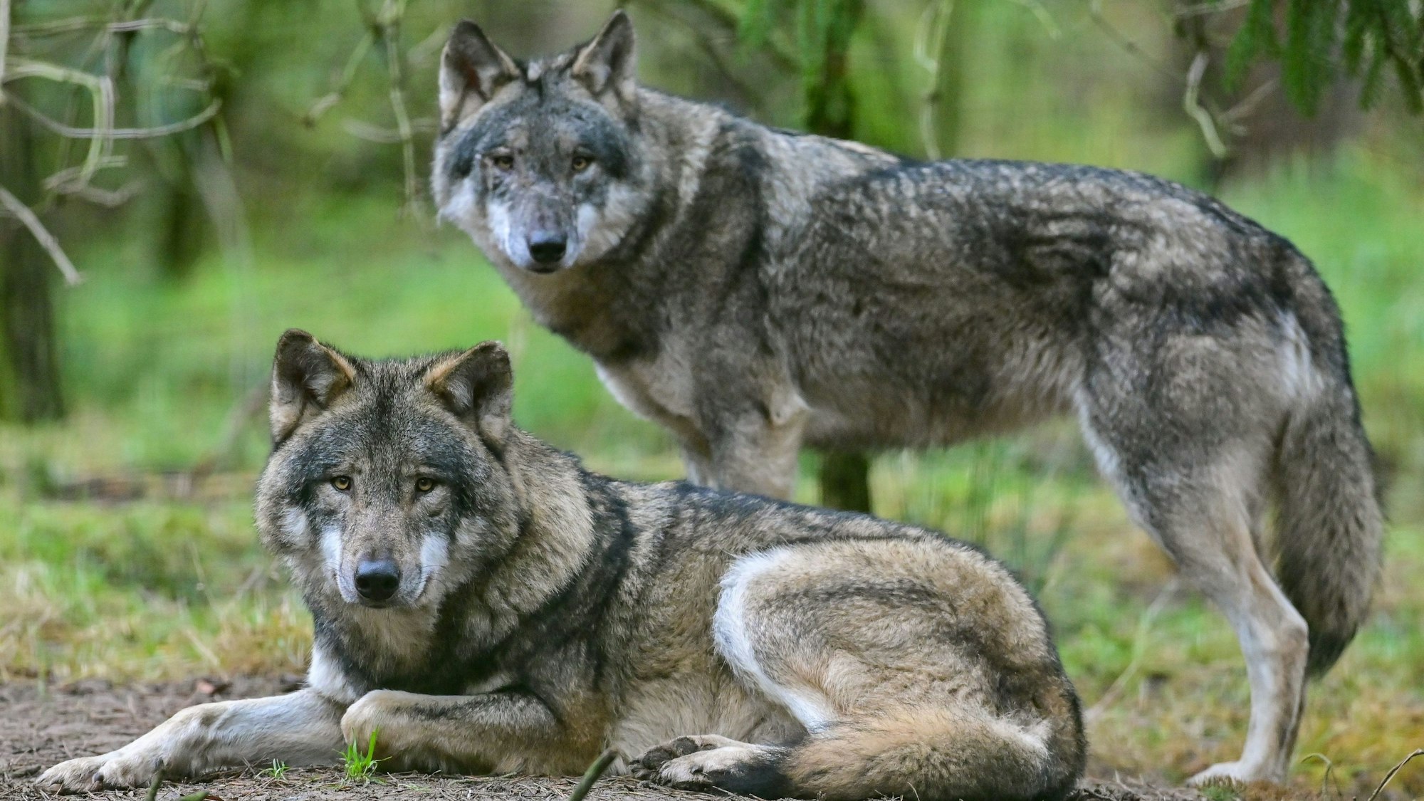 Zwei Wölfe sind zu sehen. Der vordere liegt auf dem Boden, dahinter steht ein anderer Wolf. Beide schauen in Richtung der Kamera.