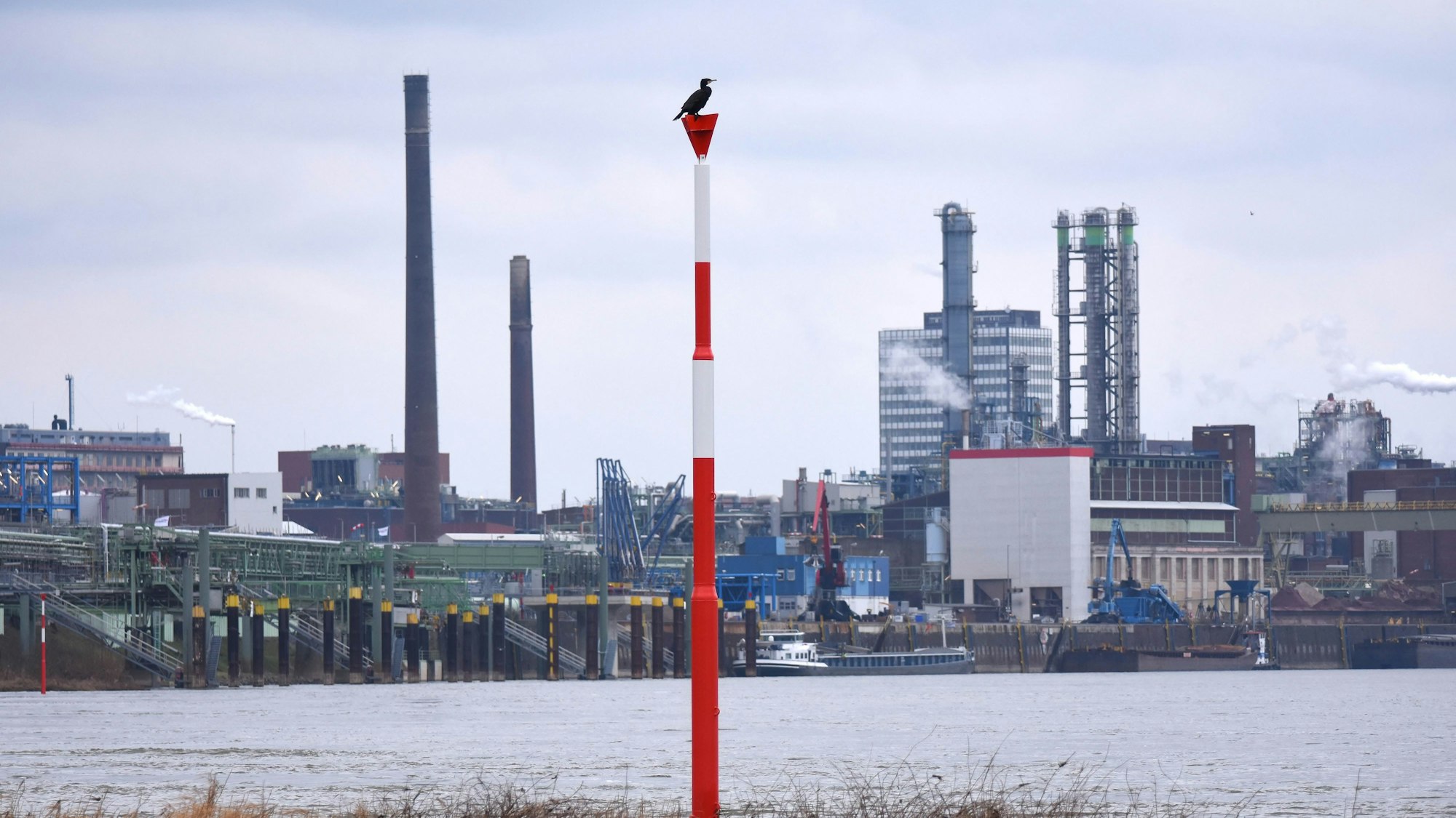 Kormoran auf einem Schiffahrtszeichen am Rheinufer in Wiesdorf. Im Hintergrund der Chempark Leverkusen