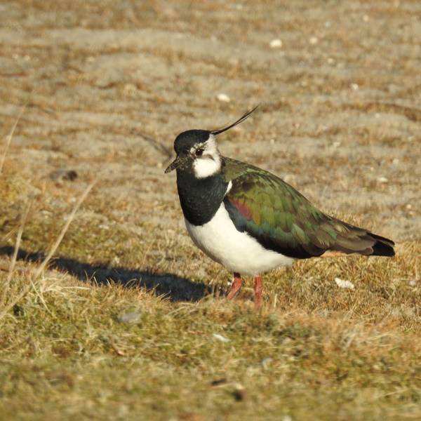 Ein Vogel mit schillernden Flügeln und einem Häubchen sitzt auf einem Feld.