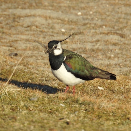 Ein Vogel mit schillernden Flügeln und einem Häubchen sitzt auf einem Feld.