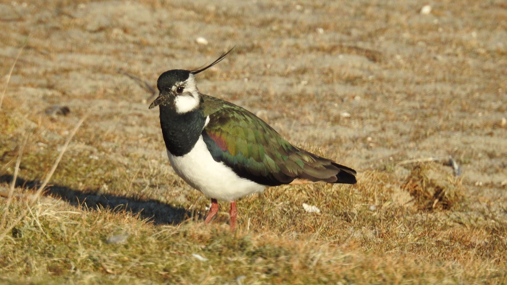 Ein Vogel mit schillernden Flügeln und einem Häubchen sitzt auf einem Feld.