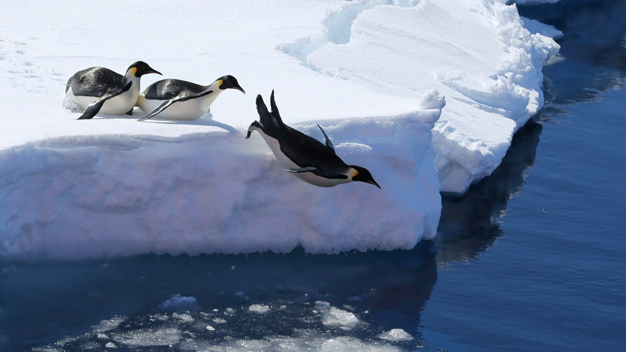 Kaiserpinguine springen von einer Eiskante ins Meer.