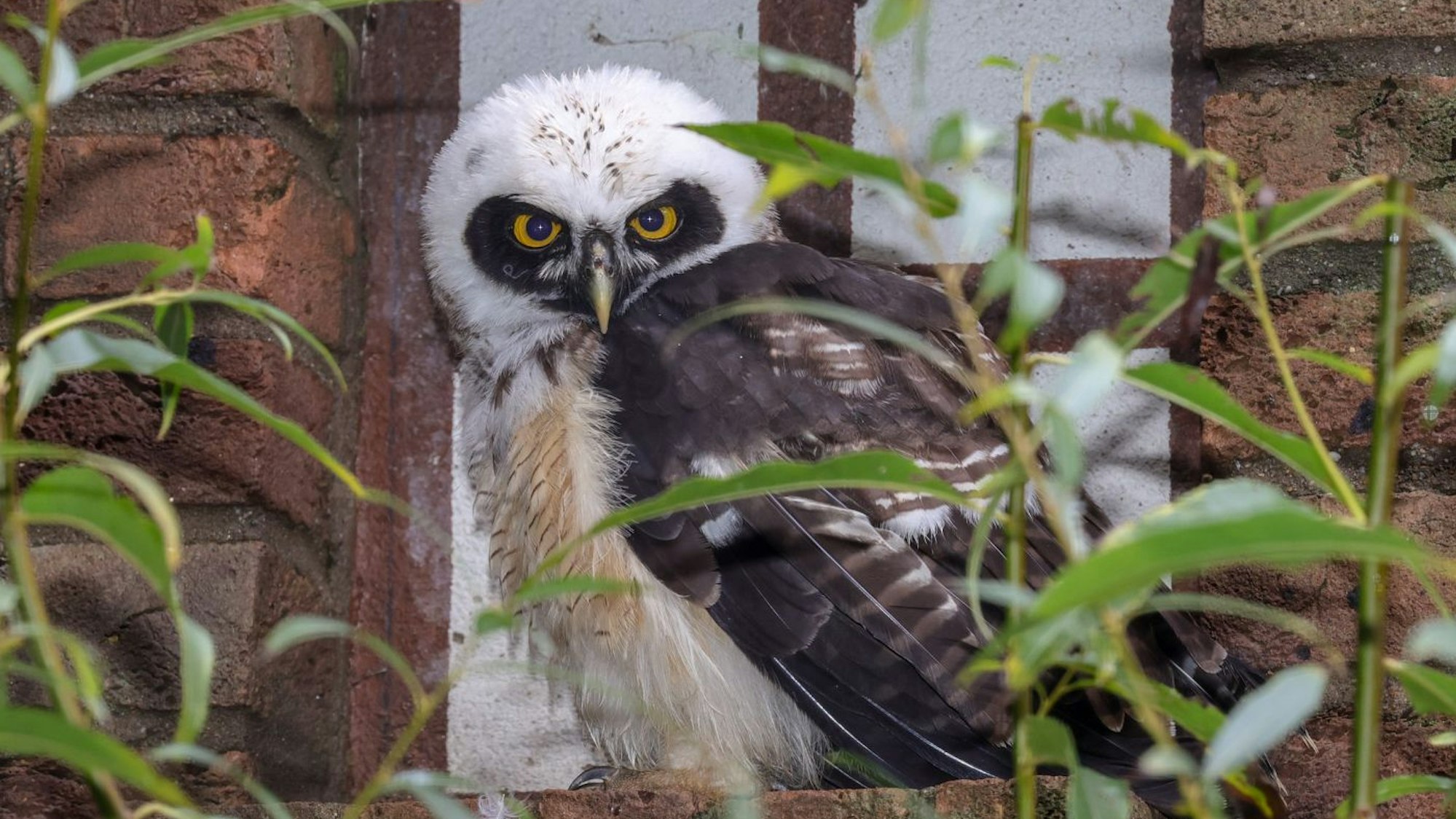 Ein kleiner Brillenkauz im Gehege