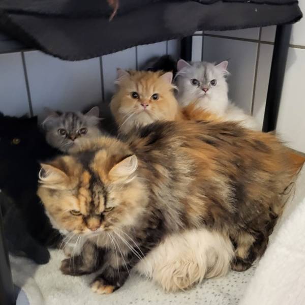 Das Bild zeigt fünf der insgesamt 33 Perserkatzen, die vom Veterinäramt des Rhein-Sieg-Kreises bei einer Tierhalterin beschlagnahmt wurden.