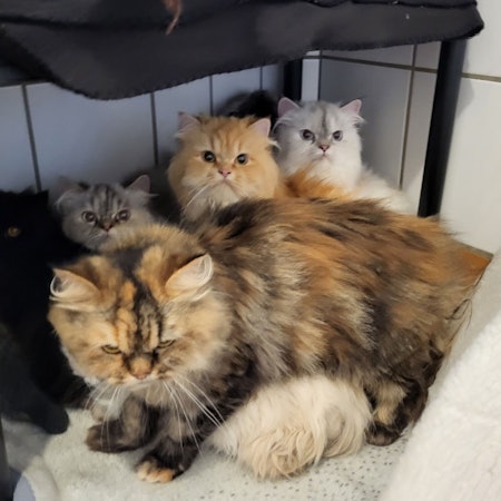 Das Bild zeigt fünf der insgesamt 33 Perserkatzen, die vom Veterinäramt des Rhein-Sieg-Kreises bei einer Tierhalterin beschlagnahmt wurden.