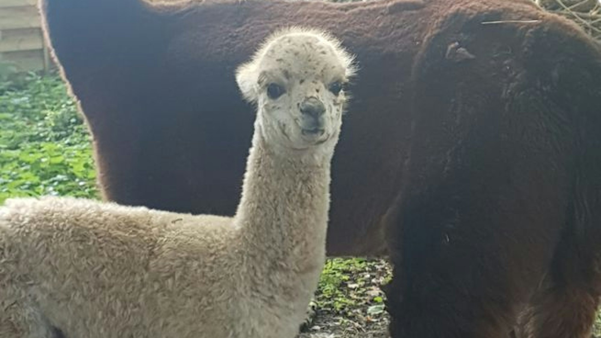 Der Alpaka-Nachwuchs im Wildpark Reuschenberg.