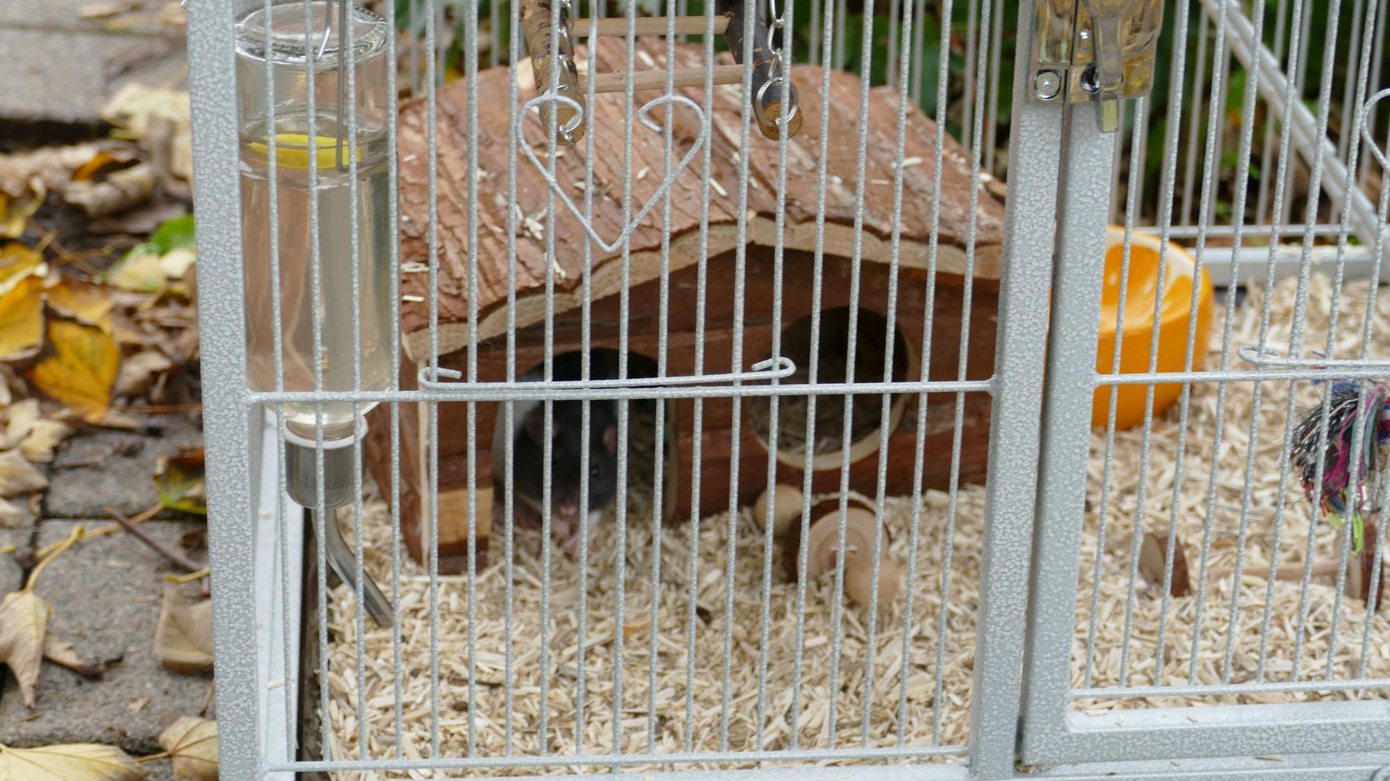 Der Käfig ist mit einem hellen Raspelgut ausgestreut, aus einem Häuschen guckt eine Ratte hervor.