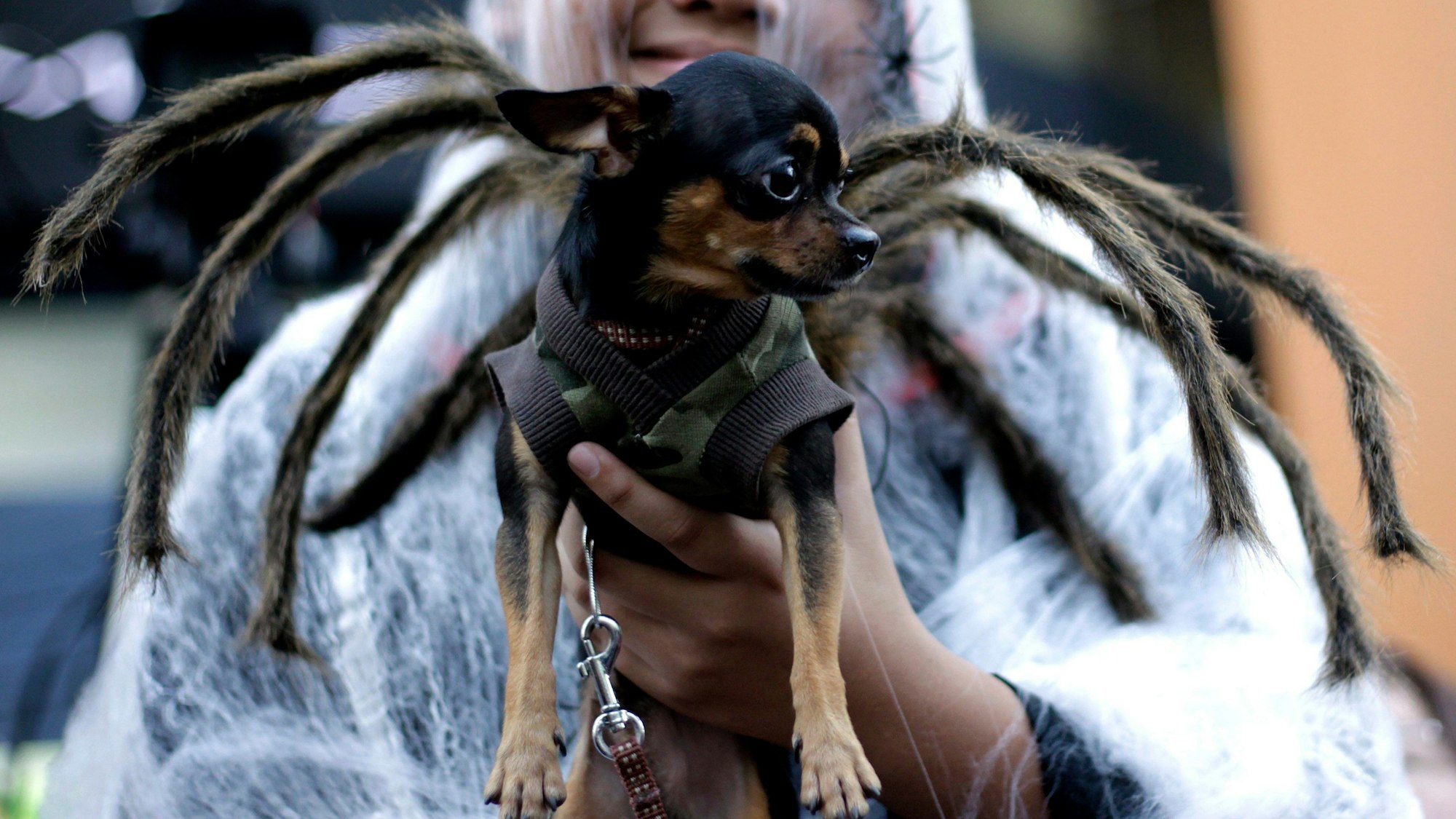 Ein kleiner Hund mit einem Spinnen -Kostüm auf der Hand eines ebenfalls verkleideten Menschen