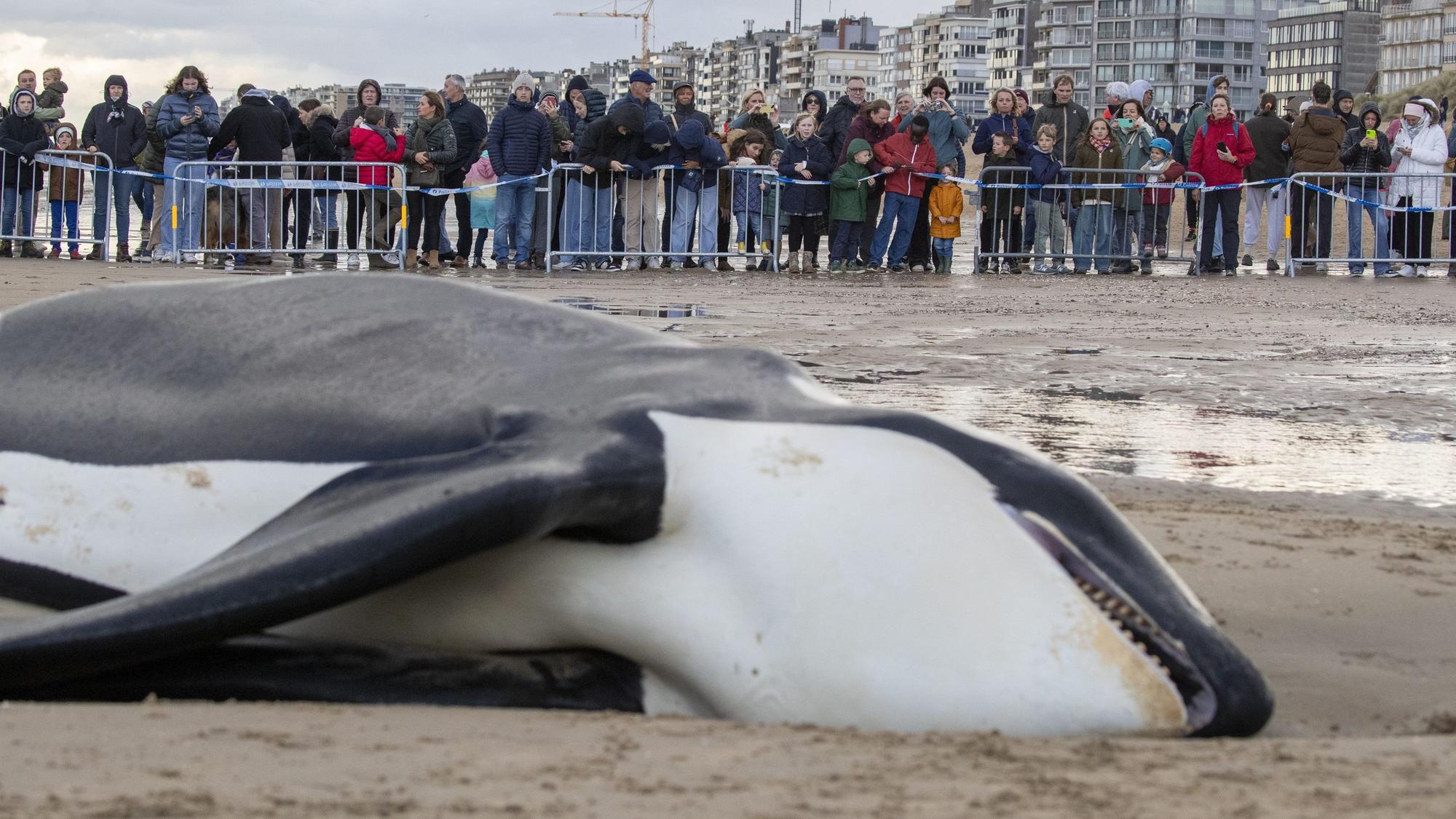 Der verendete Orca an der Küste von Koksijde in Belgien ist rund sechs Meter lang.