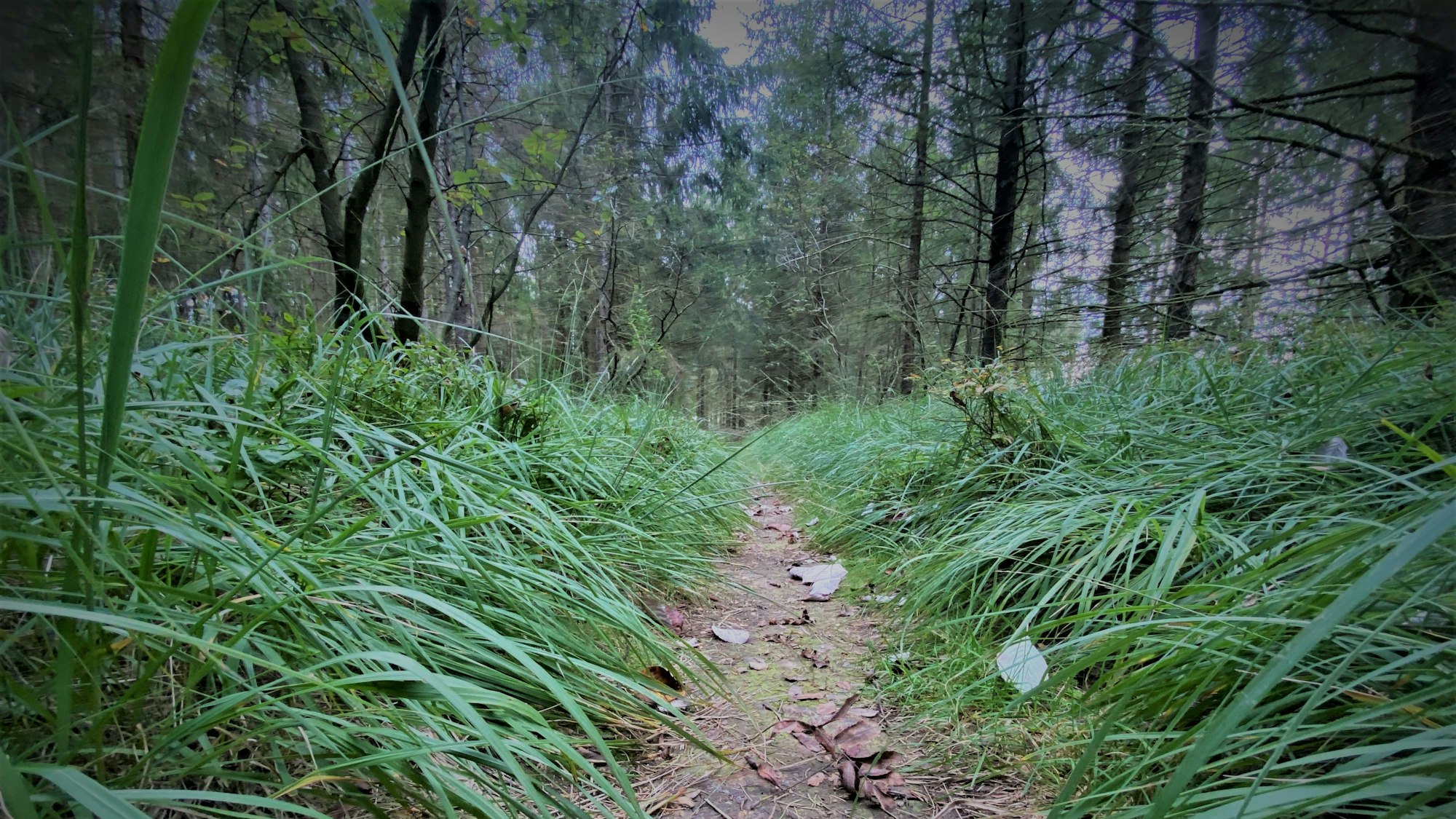 Ein Waldstück in der Nähe von Bad Münstereifel