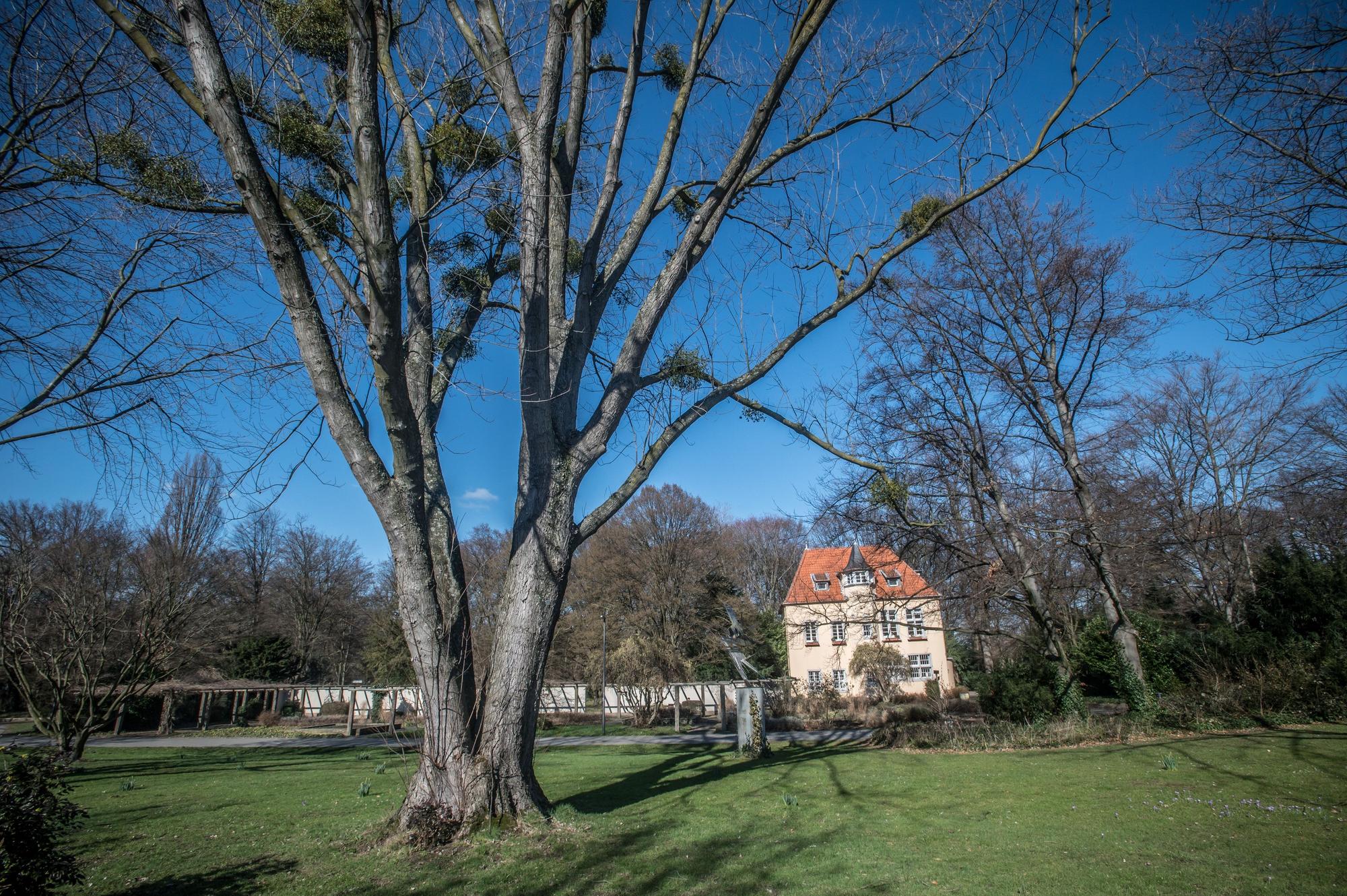 ND 2.3.66, Rosskastanie, an der Rathenaustraße. In dem Baum dürfen Misteln wachsen. Alter Baum, Parkbaum Foto: Ralf Krieger