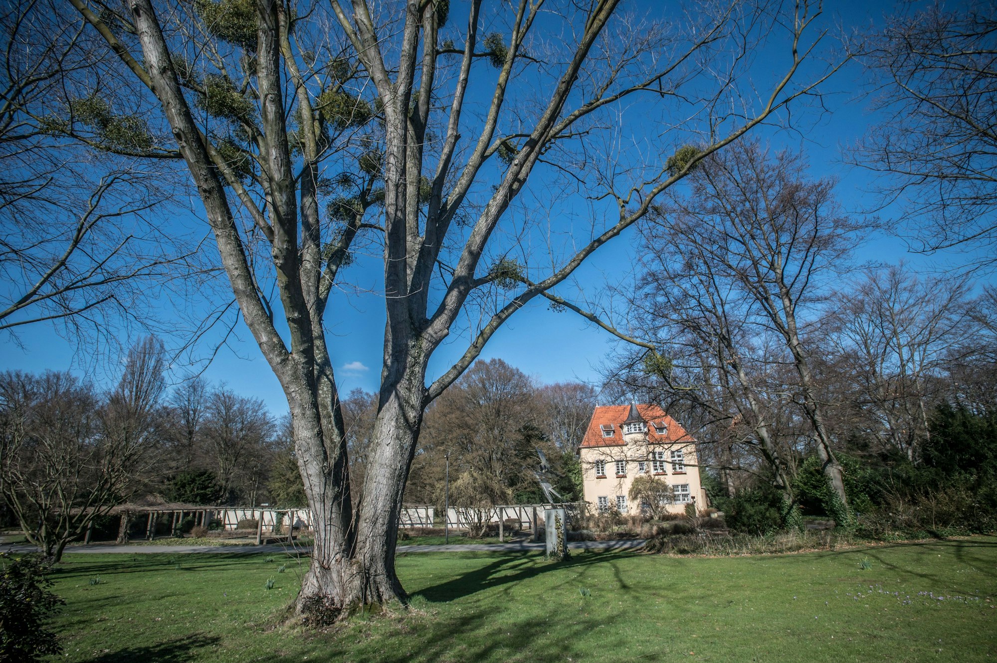 ND 2.3.66, Rosskastanie, an der Rathenaustraße. In dem Baum dürfen Misteln wachsen. Alter Baum, Parkbaum Foto: Ralf Krieger