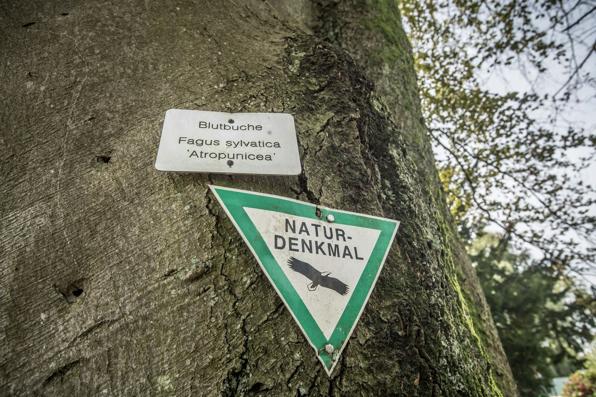 Friedhof Burscheid, Blutbuche, Naturdenkmal, wird gefällt, weil der Baum angeblich nicht mehr sicher ist. Foto: Ralf Krieger