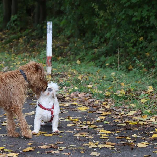 Zwei Hunde beschnüffeln sich auf einem Waldweg.