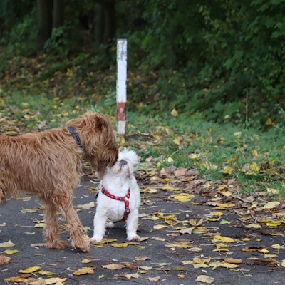 Zwei Hunde beschnüffeln sich auf einem Waldweg.
