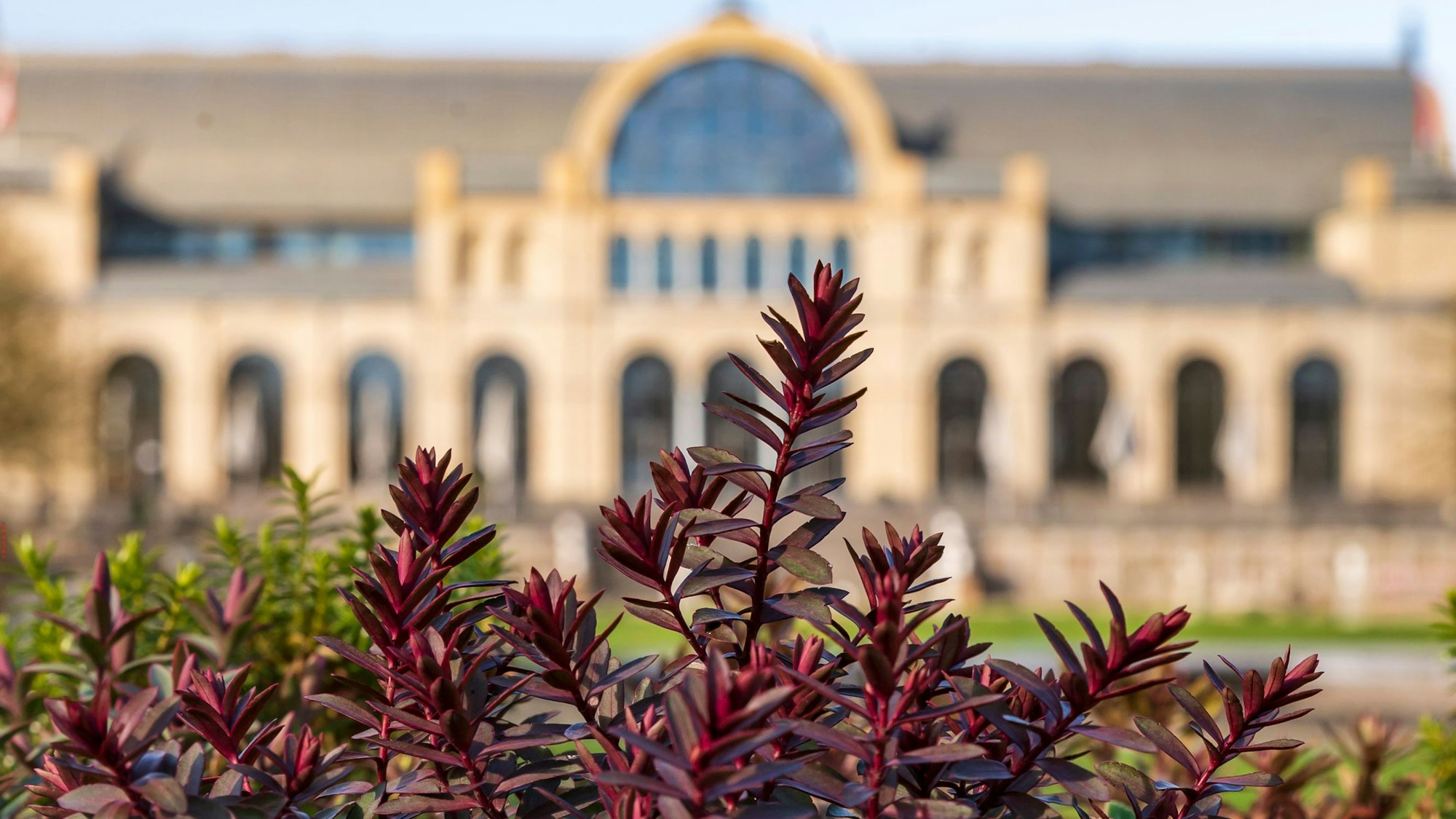 Pflanze im Botanischen Garten in Köln.