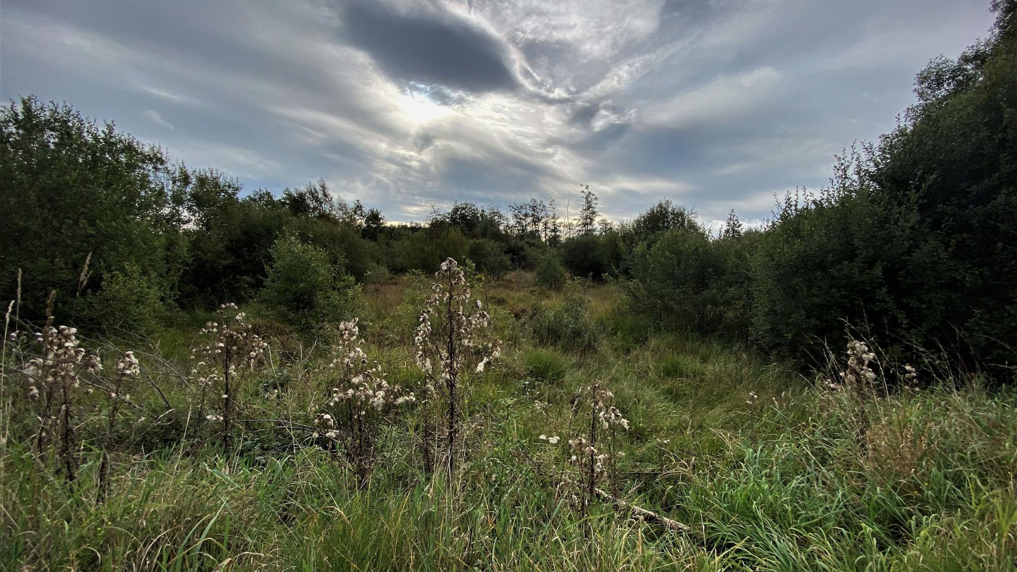 Das Bild zeigt die Natur des Hohen Venns.