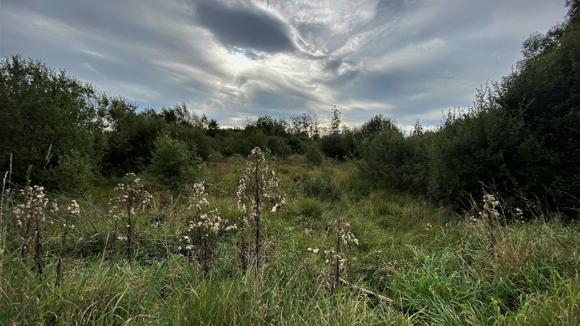 Das Bild zeigt die Natur des Hohen Venns.
