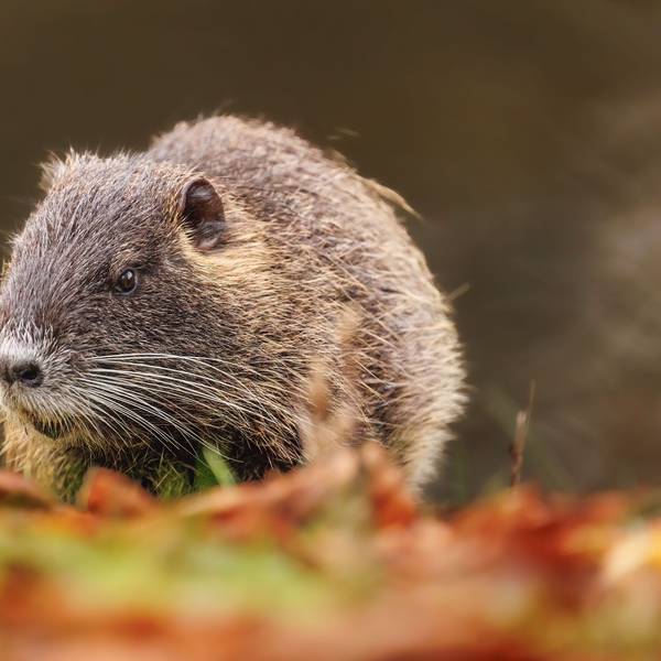 Eine Biberratte, auch Nutria genannt, sitzt auf einem herbstlichen Feld.