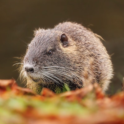 Eine Biberratte, auch Nutria genannt, sitzt auf einem herbstlichen Feld.